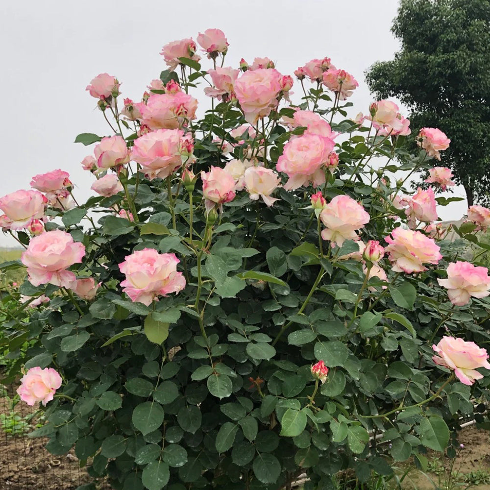 Seraphim Japanese Florist Shrub Rose