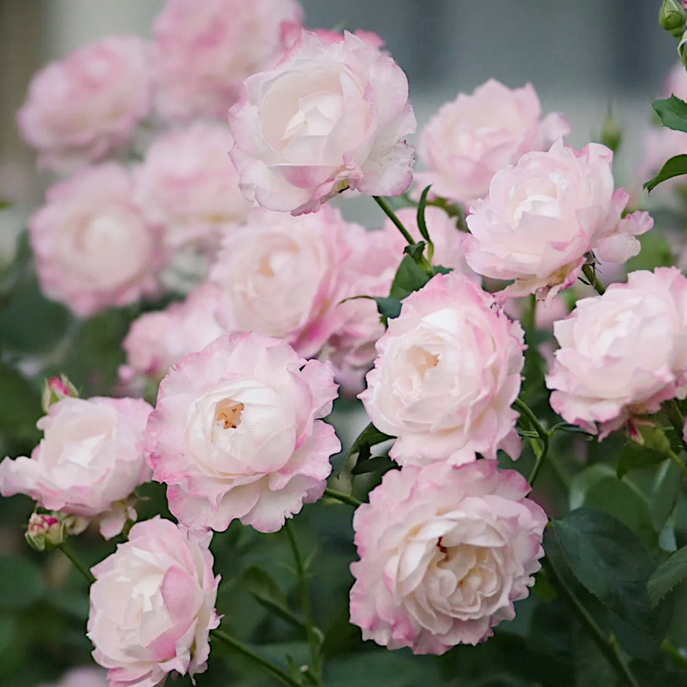 Seraphim Japanese Florist Shrub Rose