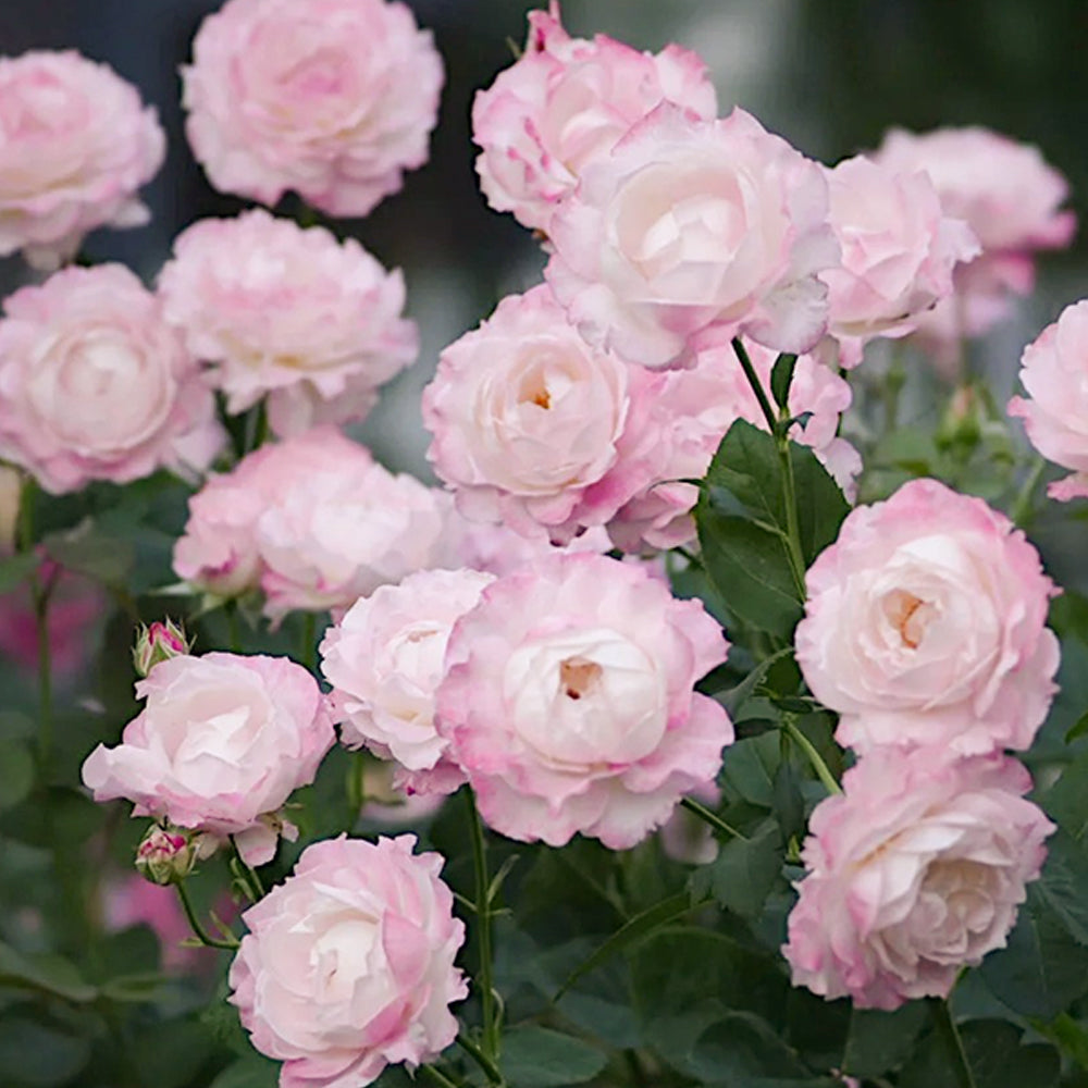 Seraphim Japanese Florist Shrub Rose