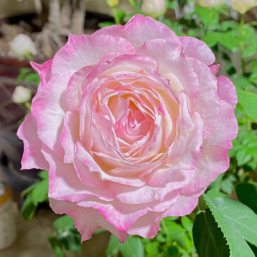 Seraphim Japanese Florist Shrub Rose