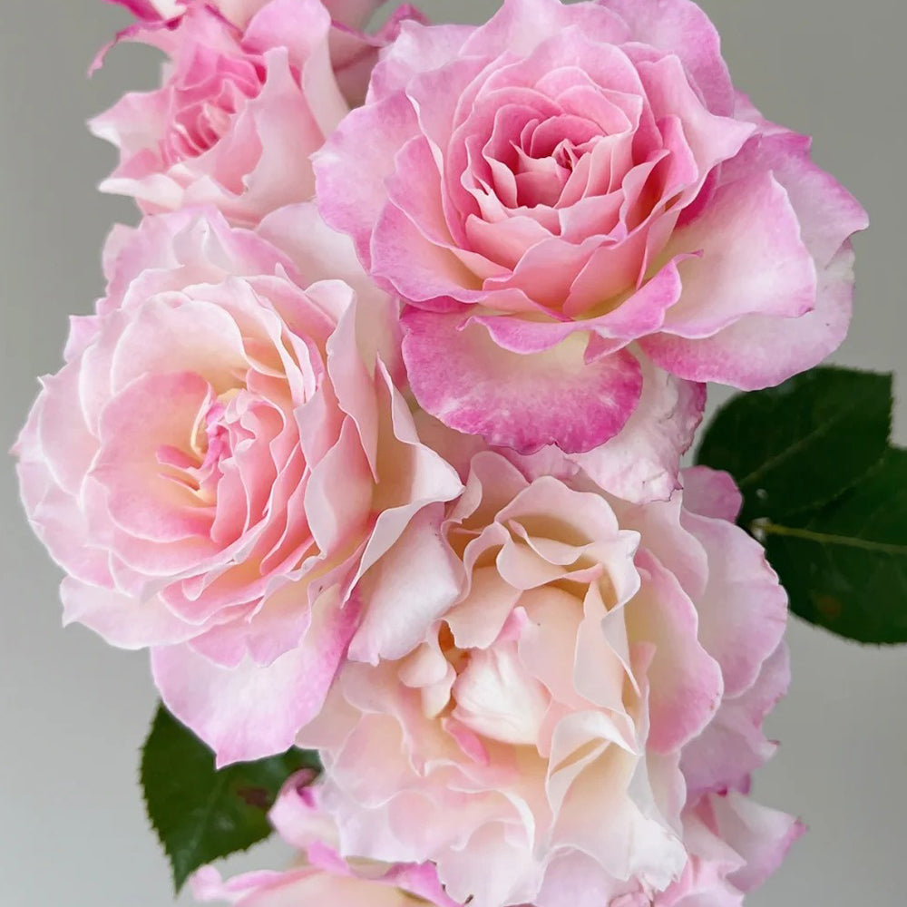 Seraphim Japanese Florist Shrub Rose