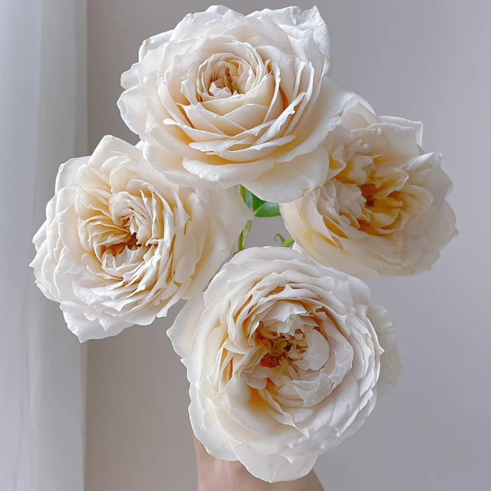 Dutch Florist Shrub Rose Inspired by Shades of Beige
