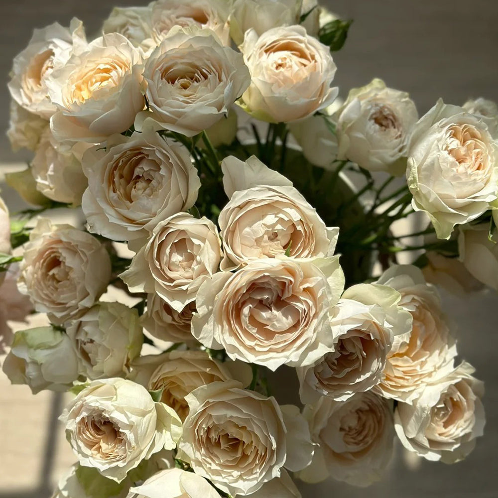 Dutch Florist Shrub Rose Inspired by Shades of Beige