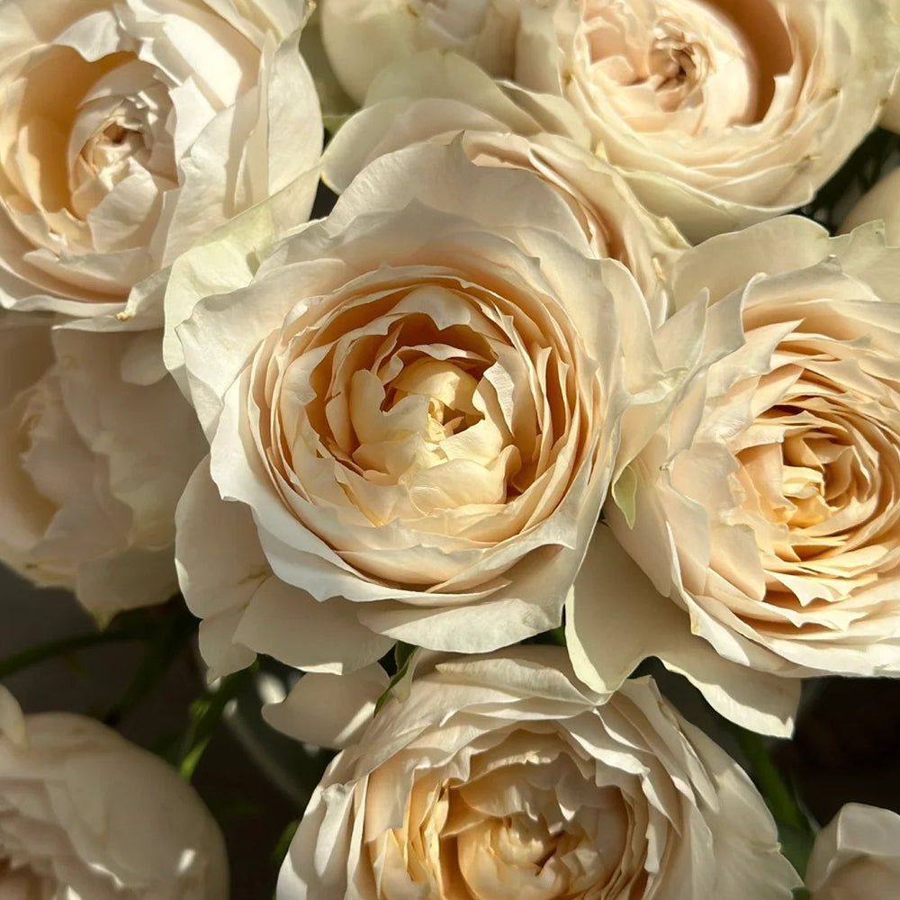 Dutch Florist Shrub Rose Inspired by Shades of Beige
