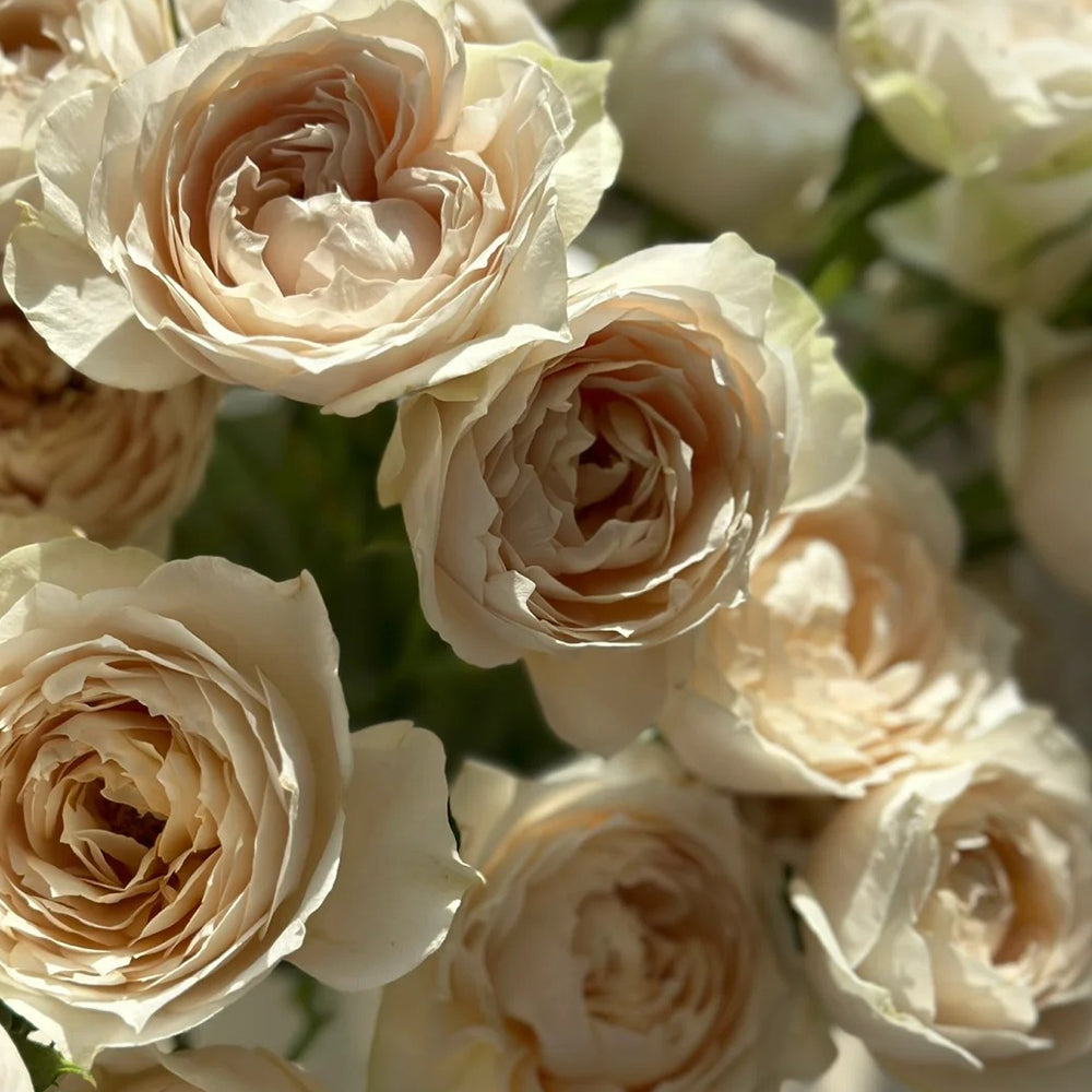 Dutch Florist Shrub Rose Inspired by Shades of Beige