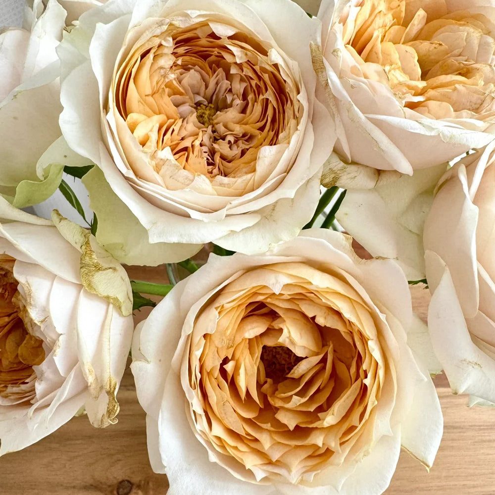 Dutch Florist Shrub Rose Inspired by Shades of Beige