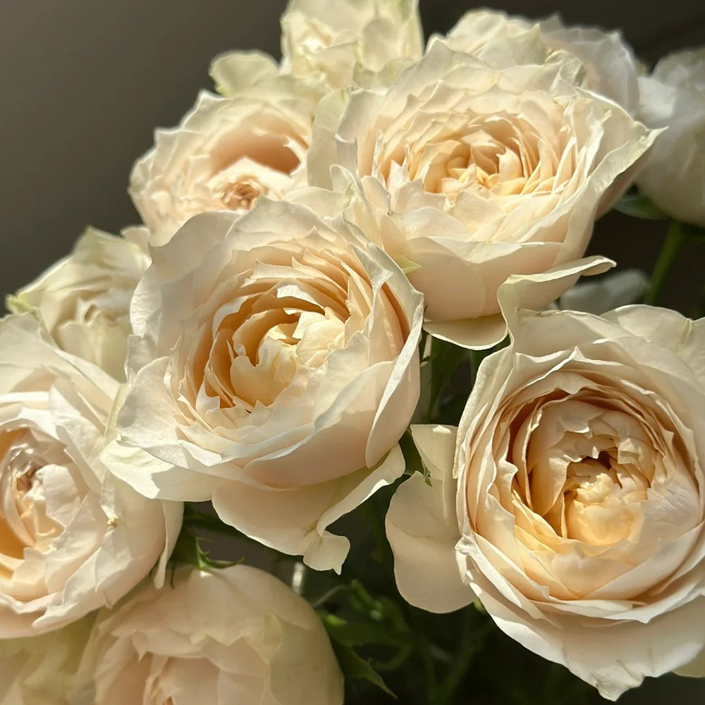 Dutch Florist Shrub Rose Inspired by Shades of Beige