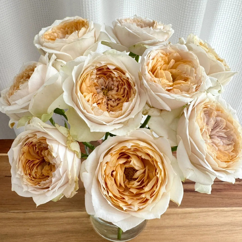 Dutch Florist Shrub Rose Inspired by Shades of Beige
