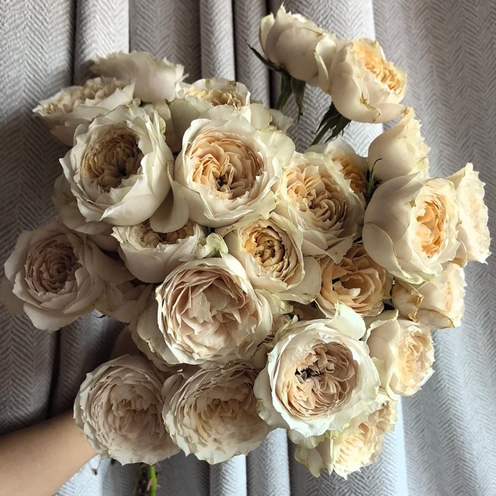 Dutch Florist Shrub Rose Inspired by Shades of Beige