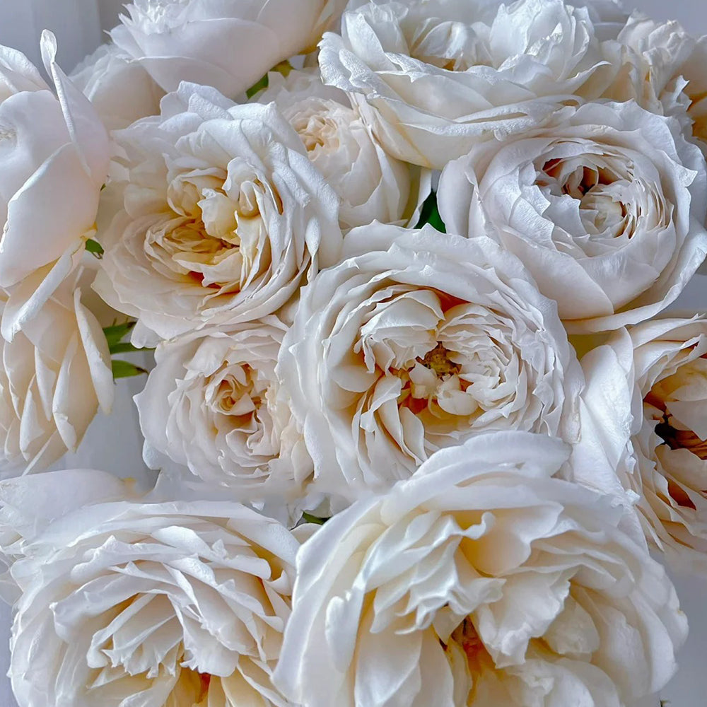 Dutch Florist Shrub Rose Inspired by Shades of Beige