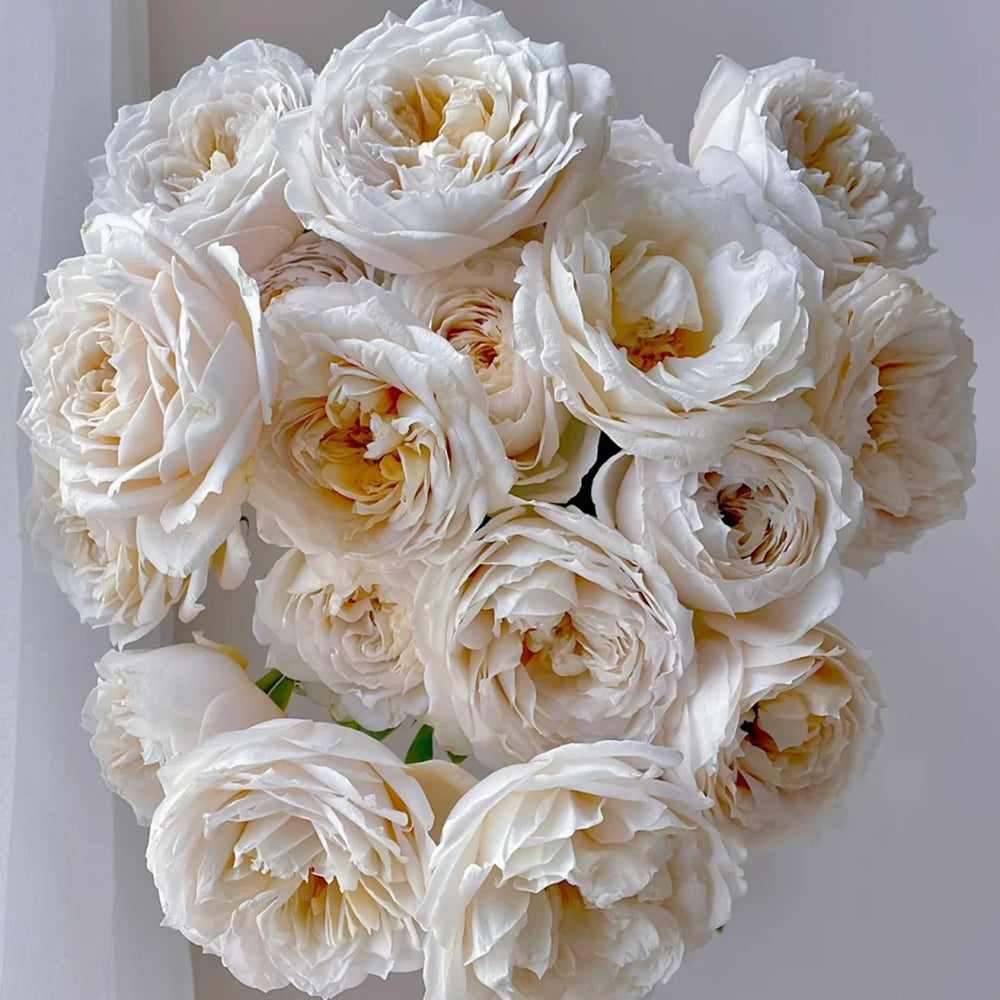 Dutch Florist Shrub Rose Inspired by Shades of Beige