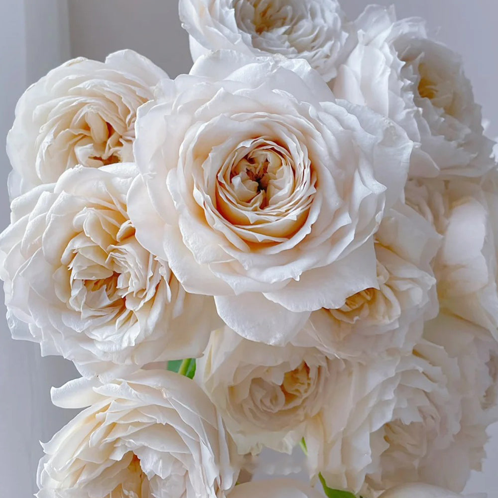 Dutch Florist Shrub Rose Inspired by Shades of Beige