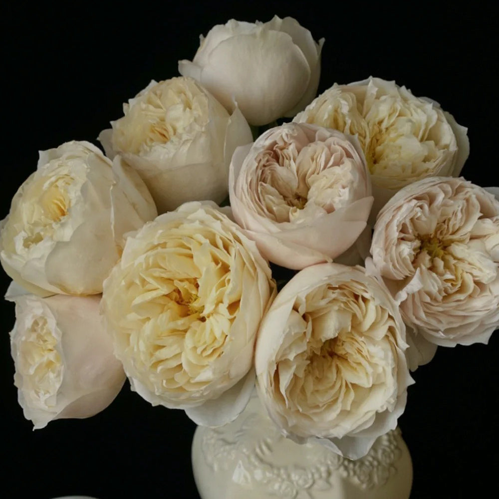 Dutch Florist Shrub Rose Inspired by Shades of Beige