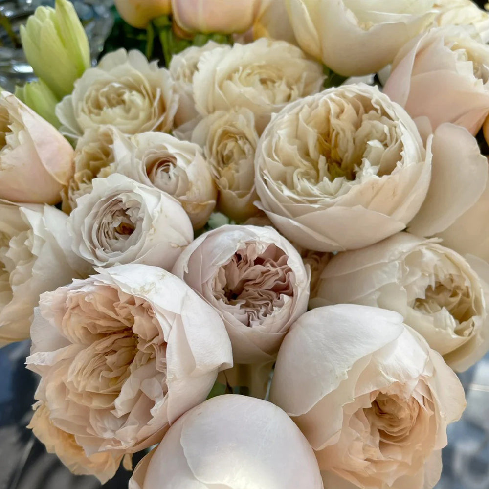Dutch Florist Shrub Rose Inspired by Shades of Beige