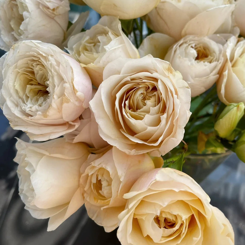 Dutch Florist Shrub Rose Inspired by Shades of Beige