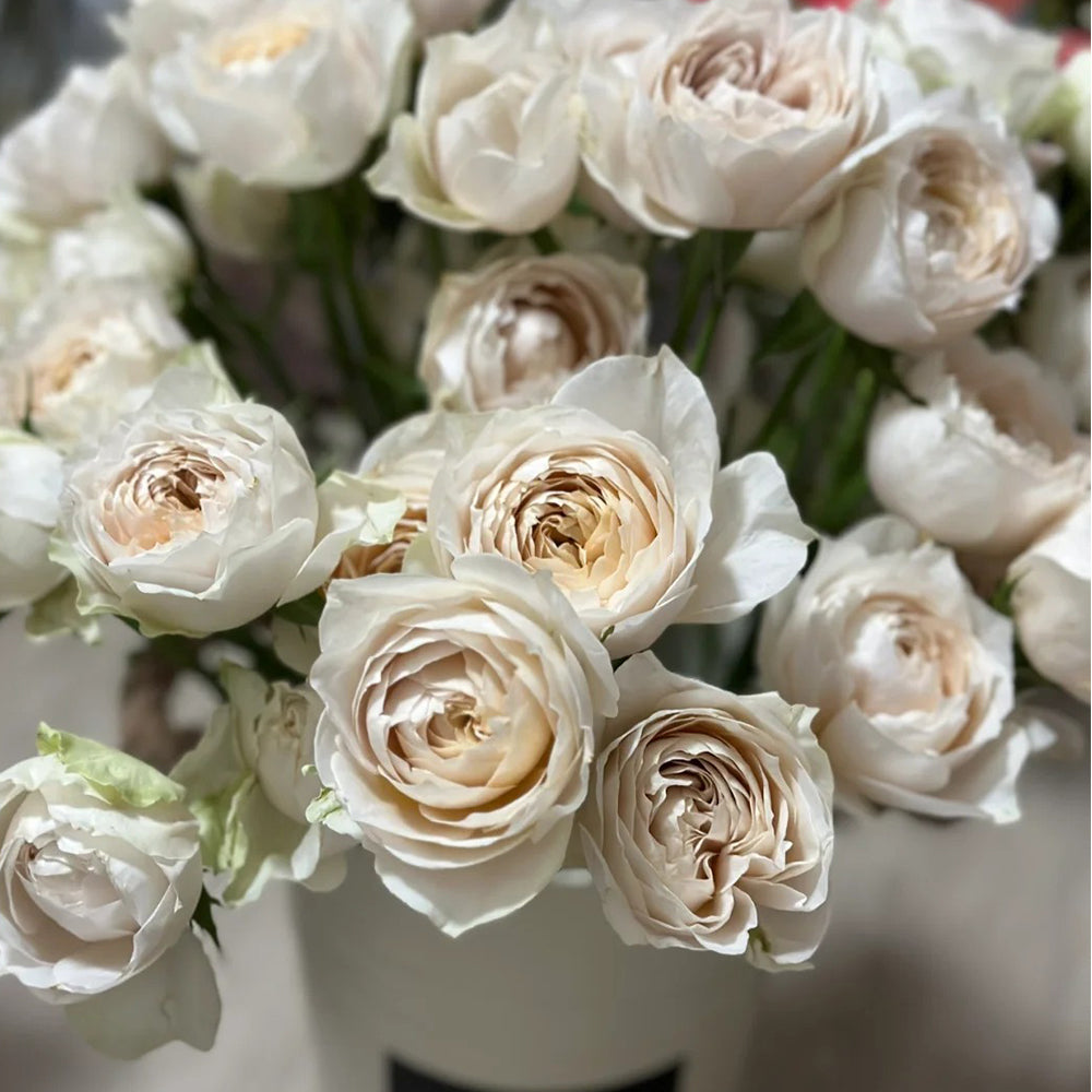 Dutch Florist Shrub Rose Inspired by Shades of Beige