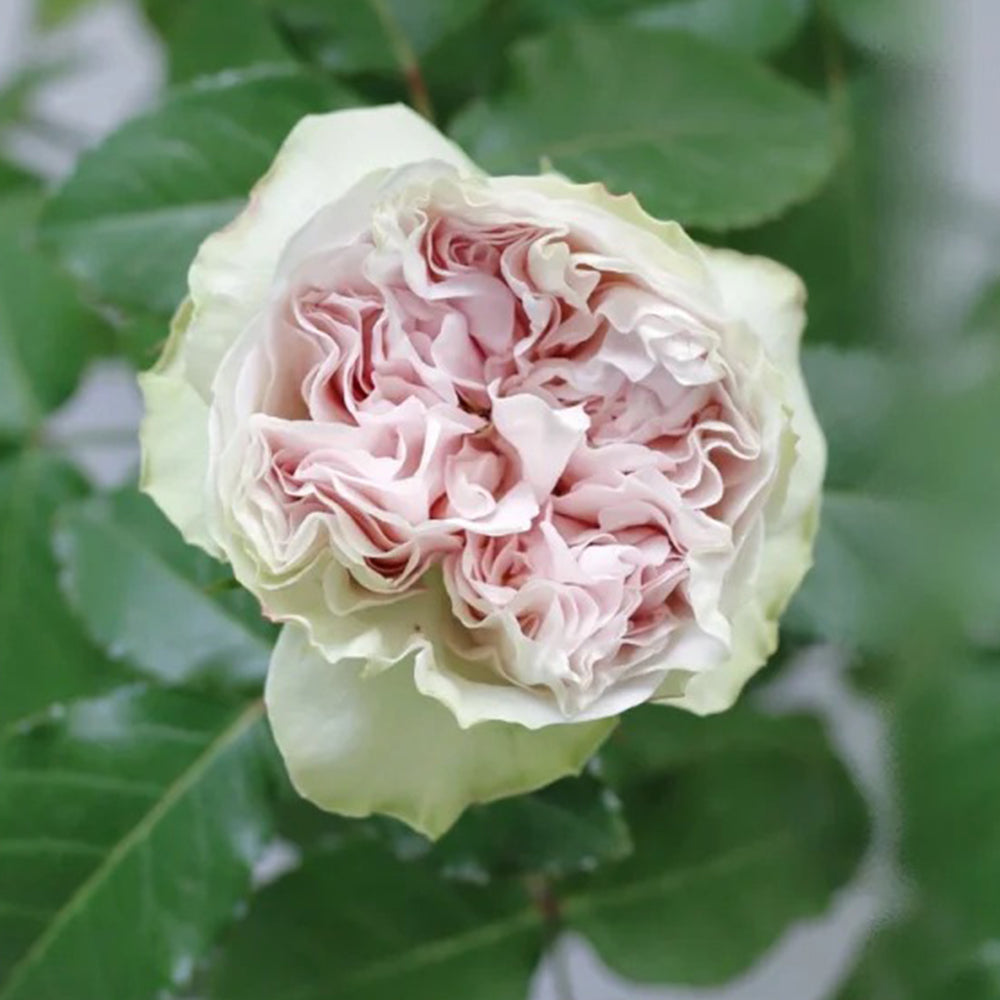 Dutch Florist Shrub Rose Inspired by Shades of Grey
