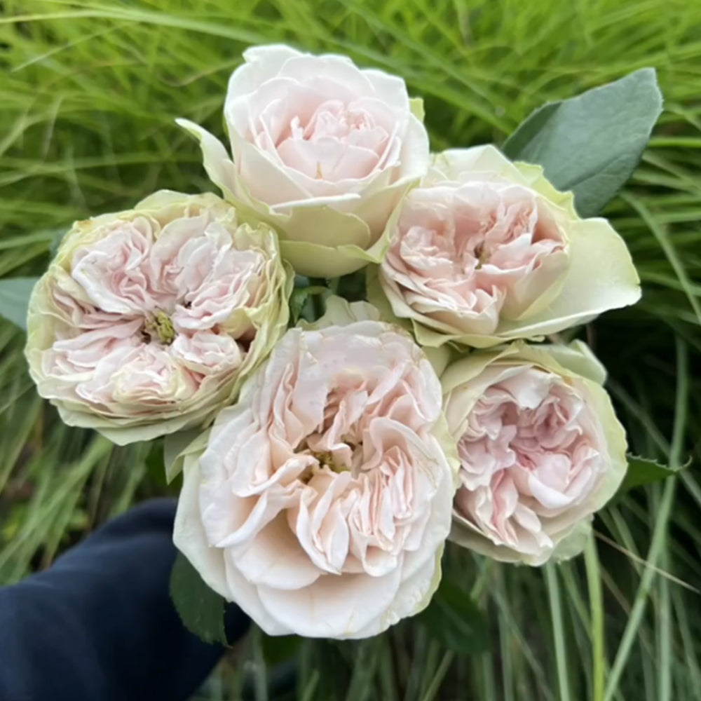 Dutch Florist Shrub Rose Inspired by Shades of Grey