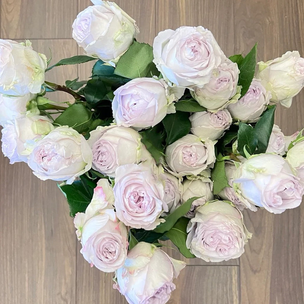 Dutch Florist Shrub Rose Inspired by Shades of Grey