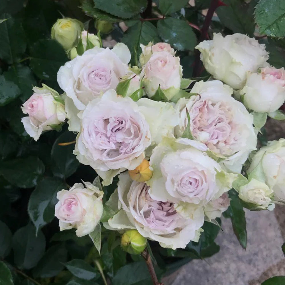 Dutch Florist Shrub Rose Inspired by Shades of Grey
