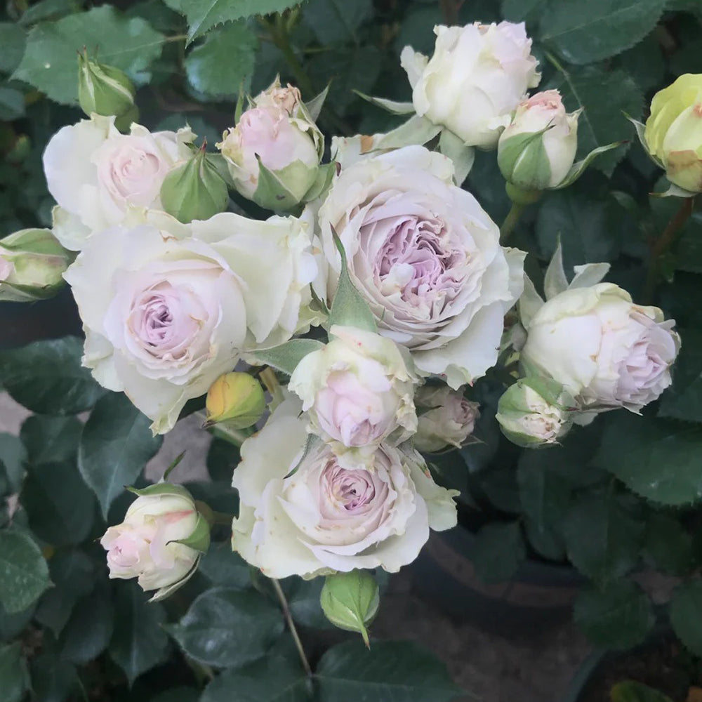 Dutch Florist Shrub Rose Inspired by Shades of Grey
