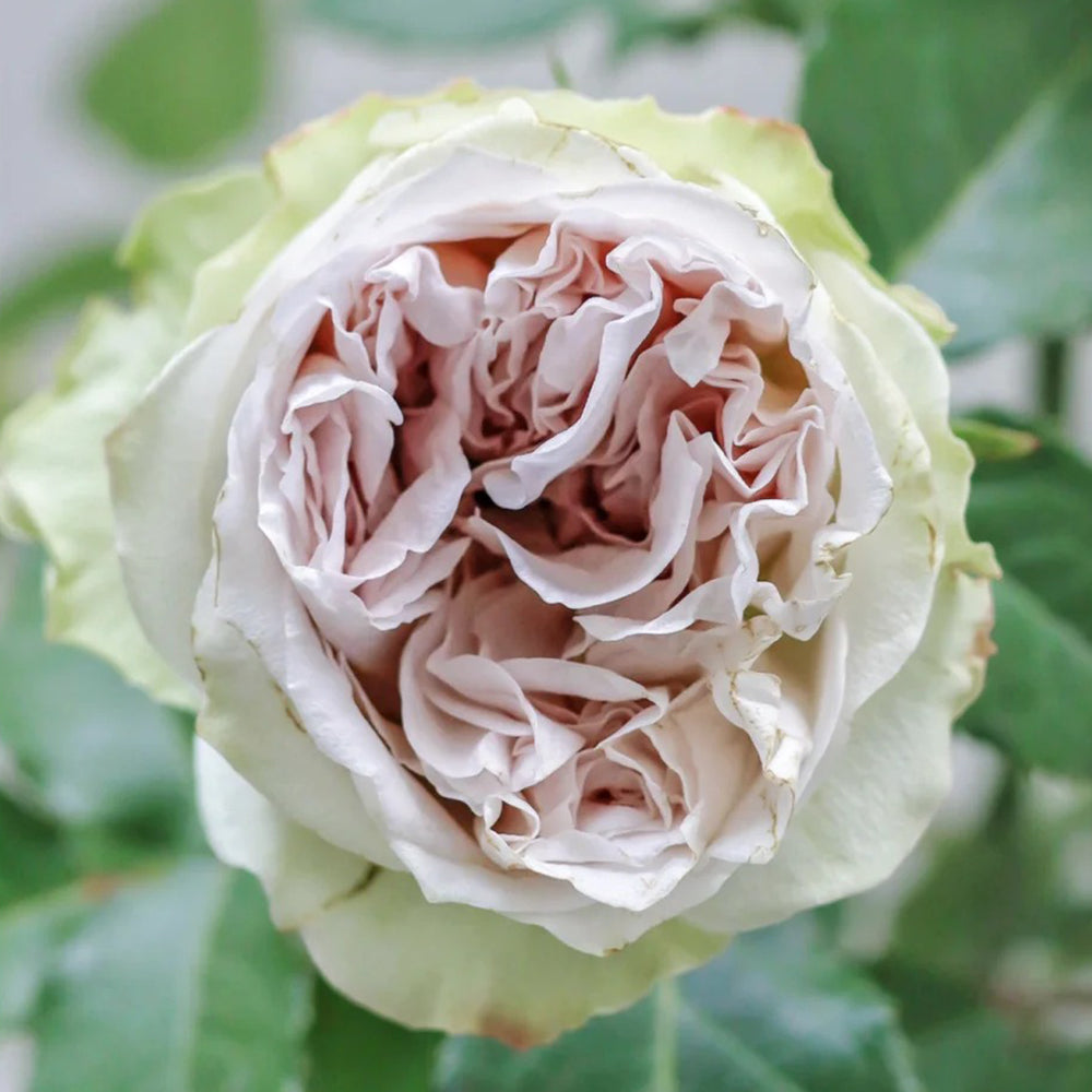 Dutch Florist Shrub Rose Inspired by Shades of Grey
