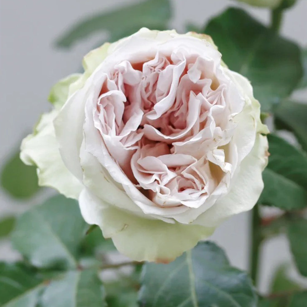 Dutch Florist Shrub Rose Inspired by Shades of Grey
