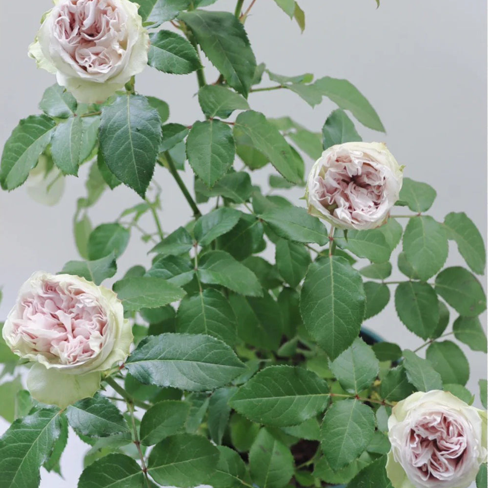 Dutch Florist Shrub Rose Inspired by Shades of Grey