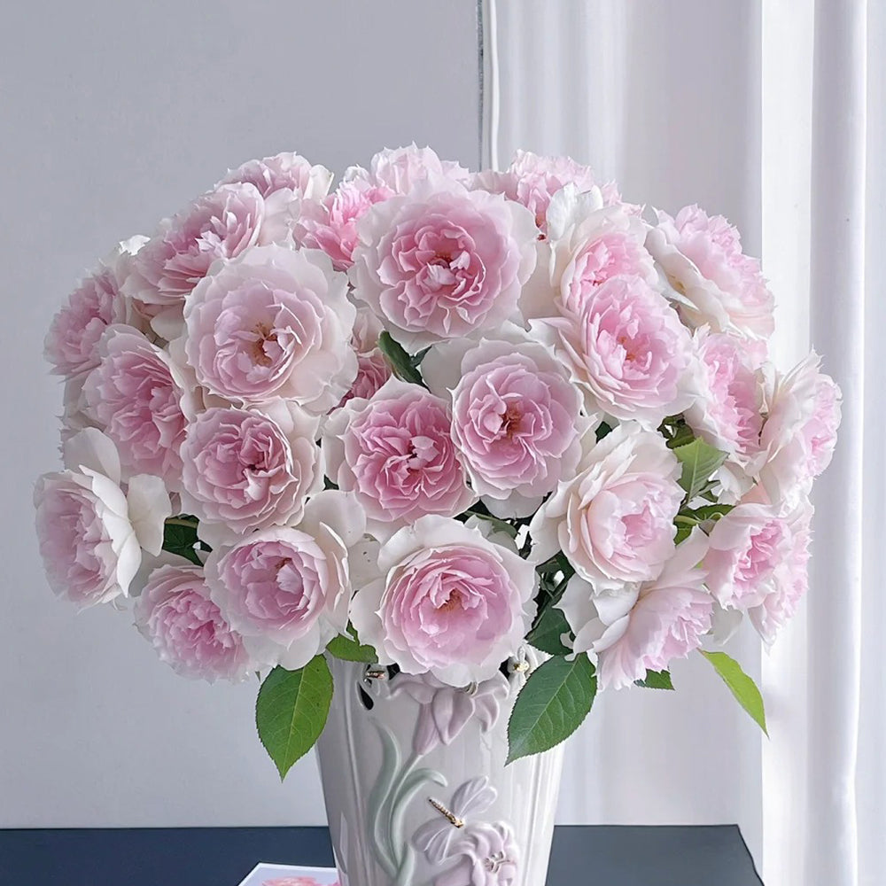 Shalimar Japanese Florist Shrub Rose