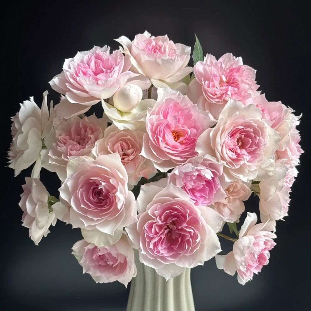Shalimar Japanese Florist Shrub Rose