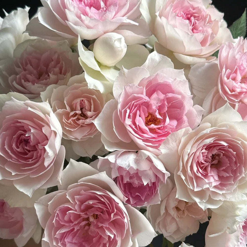 Shalimar Japanese Florist Shrub Rose