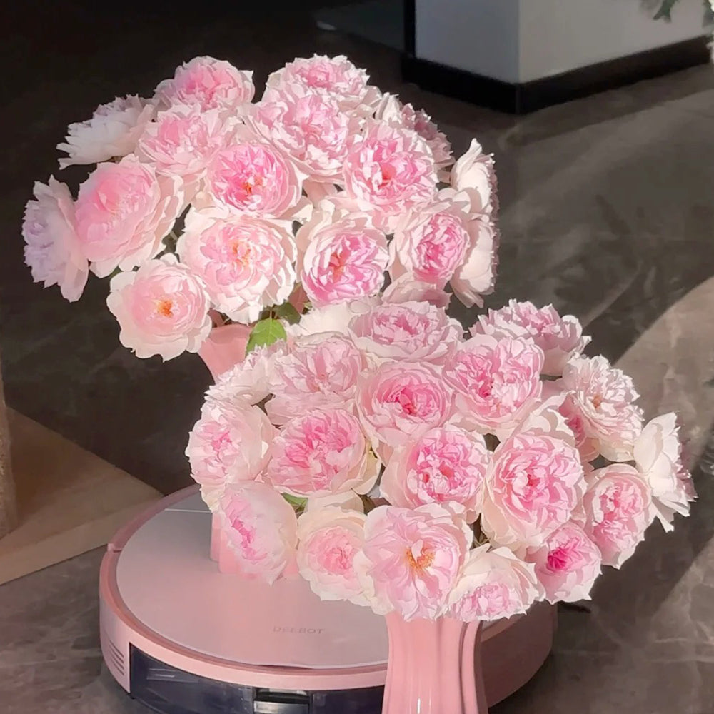 Shalimar Japanese Florist Shrub Rose