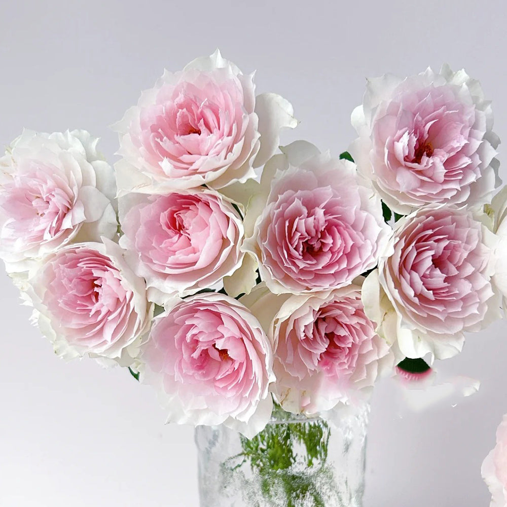 Shalimar Japanese Florist Shrub Rose