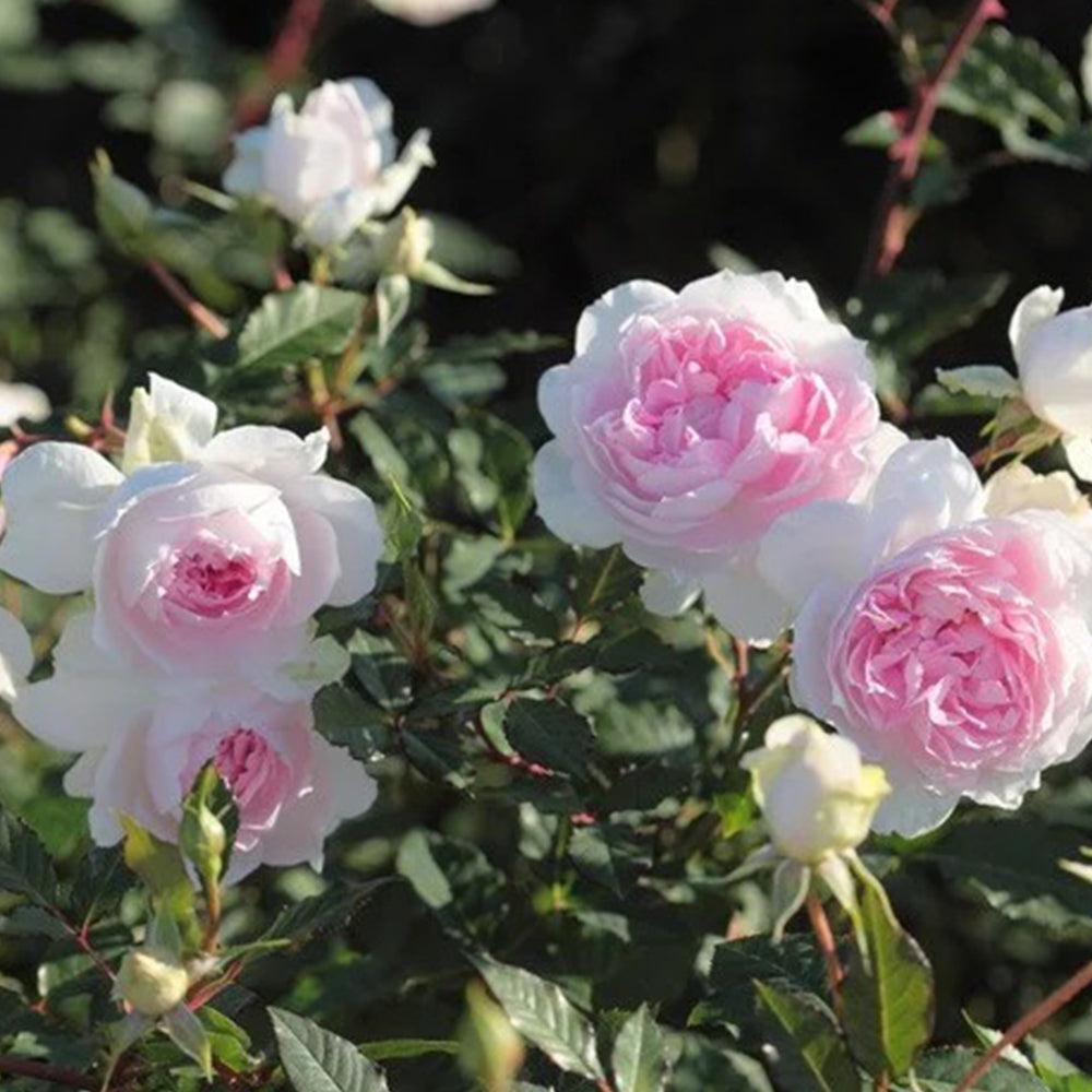 Shalimar Japanese Florist Shrub Rose