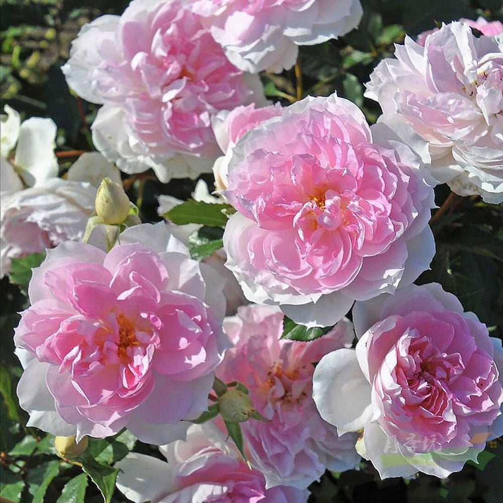 Shalimar Japanese Florist Shrub Rose