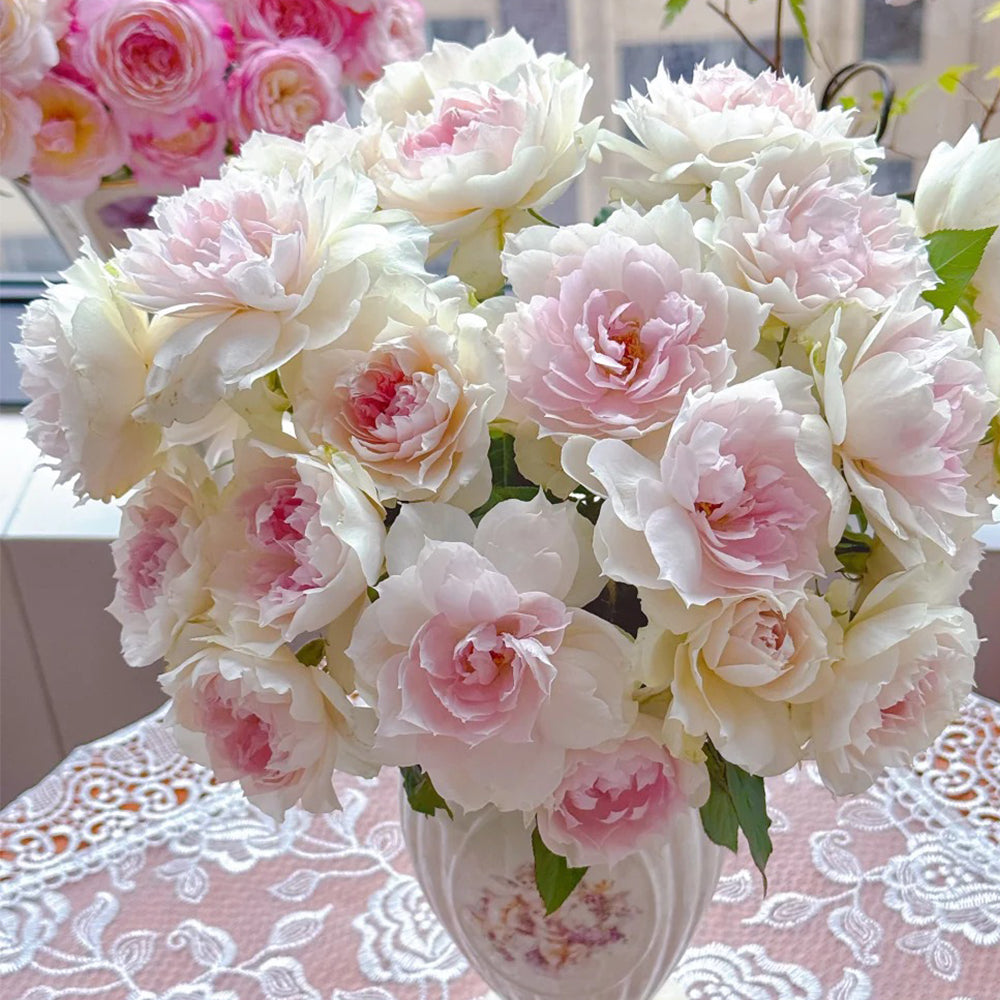Shalimar Japanese Florist Shrub Rose