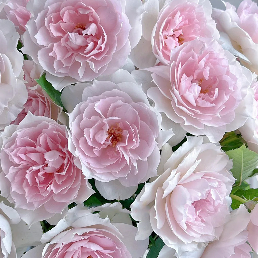 Shalimar Japanese Florist Shrub Rose