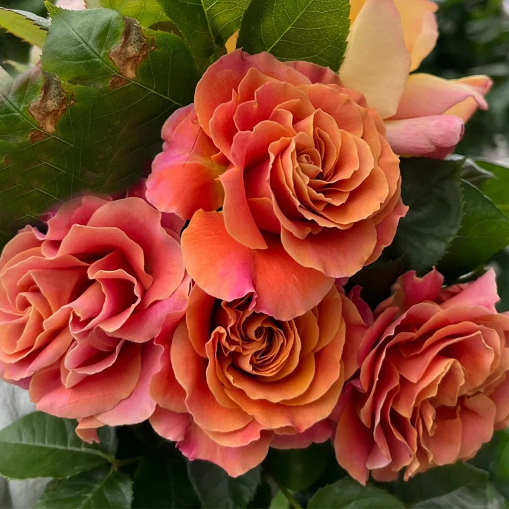 Shanghai Girl New Zealand Florist Shrub Rose