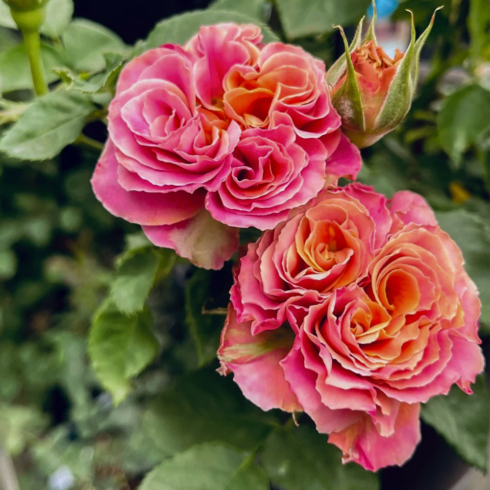 Shanghai Girl New Zealand Florist Shrub Rose