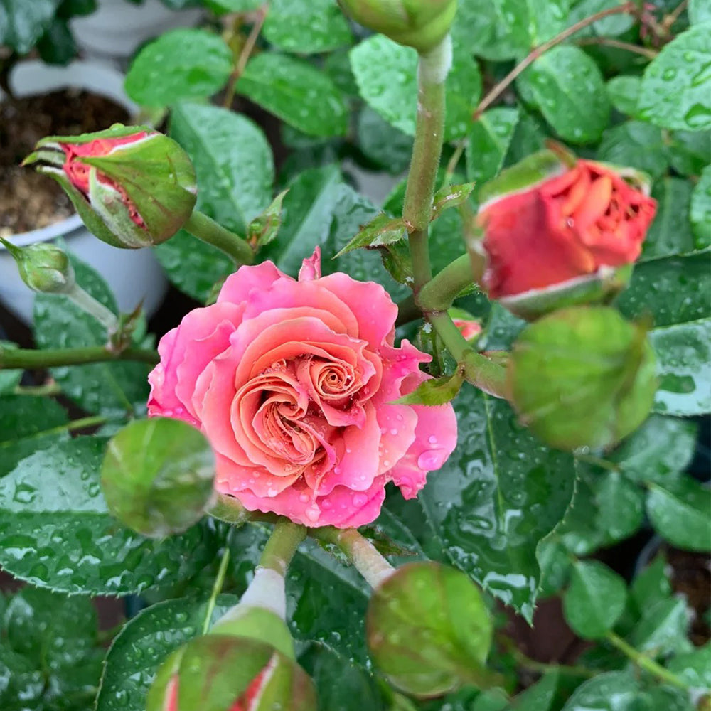 Shanghai Girl New Zealand Florist Shrub Rose