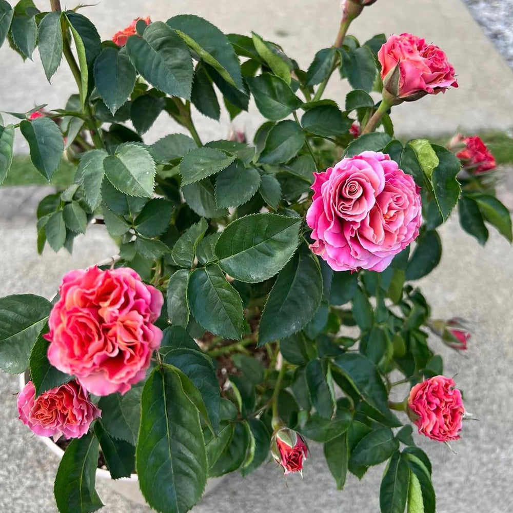 Shanghai Girl New Zealand Florist Shrub Rose