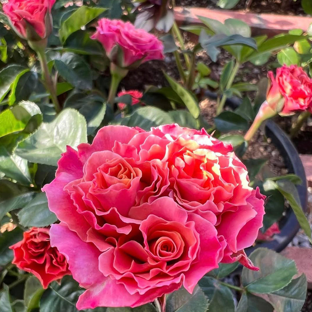 Shanghai Girl New Zealand Florist Shrub Rose