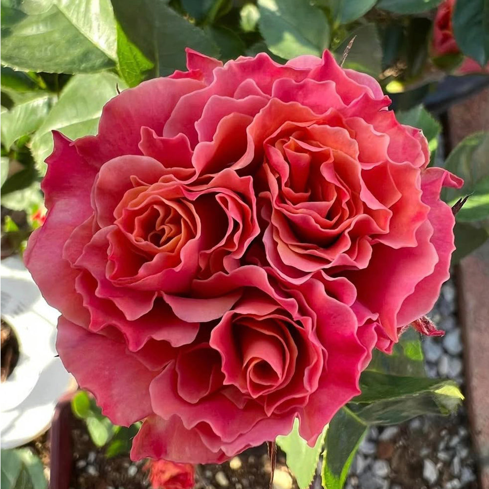 Shanghai Girl New Zealand Florist Shrub Rose
