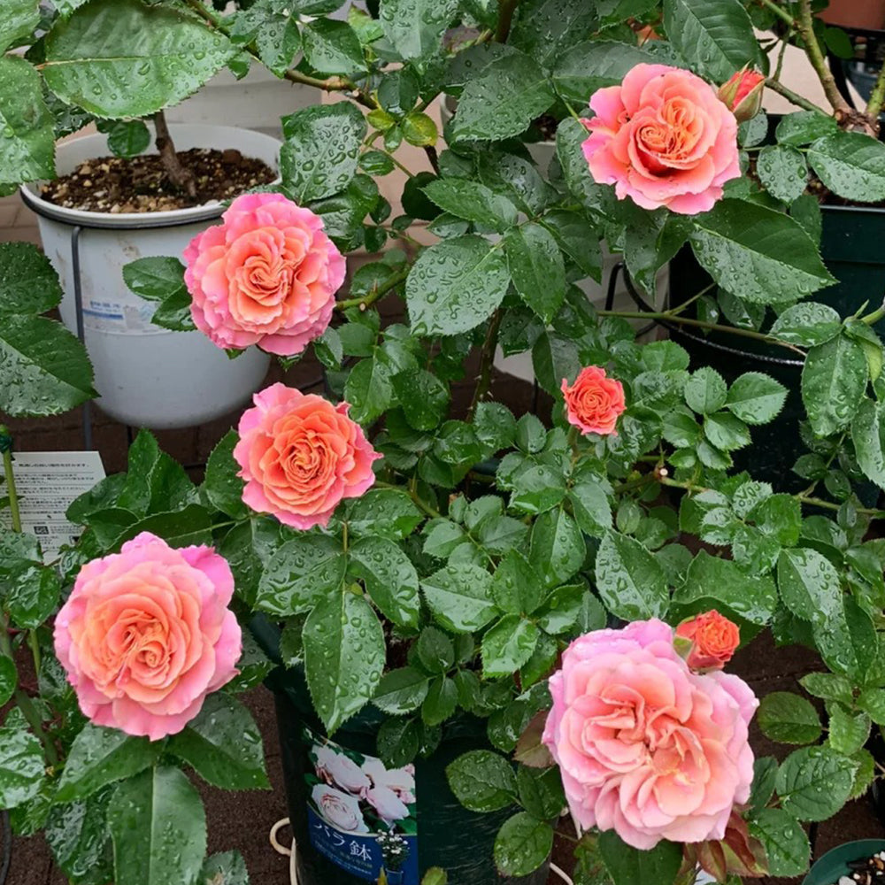 Shanghai Girl New Zealand Florist Shrub Rose