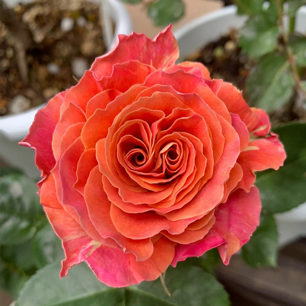 Shanghai Girl New Zealand Florist Shrub Rose