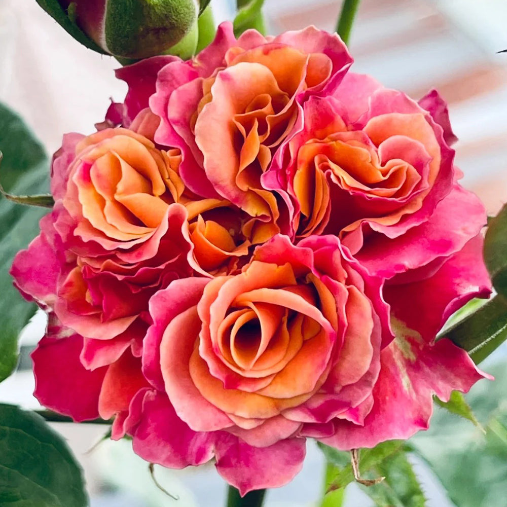 Shanghai Girl New Zealand Florist Shrub Rose