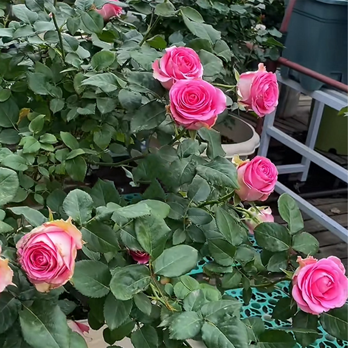 Shanghai Lady German Florist Hybrid Tea Rose