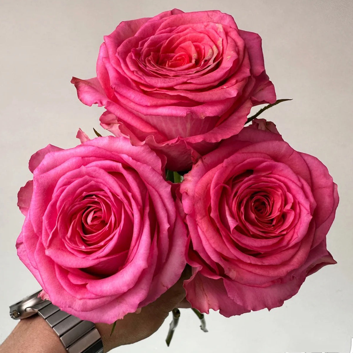 Shanghai Lady German Florist Hybrid Tea Rose