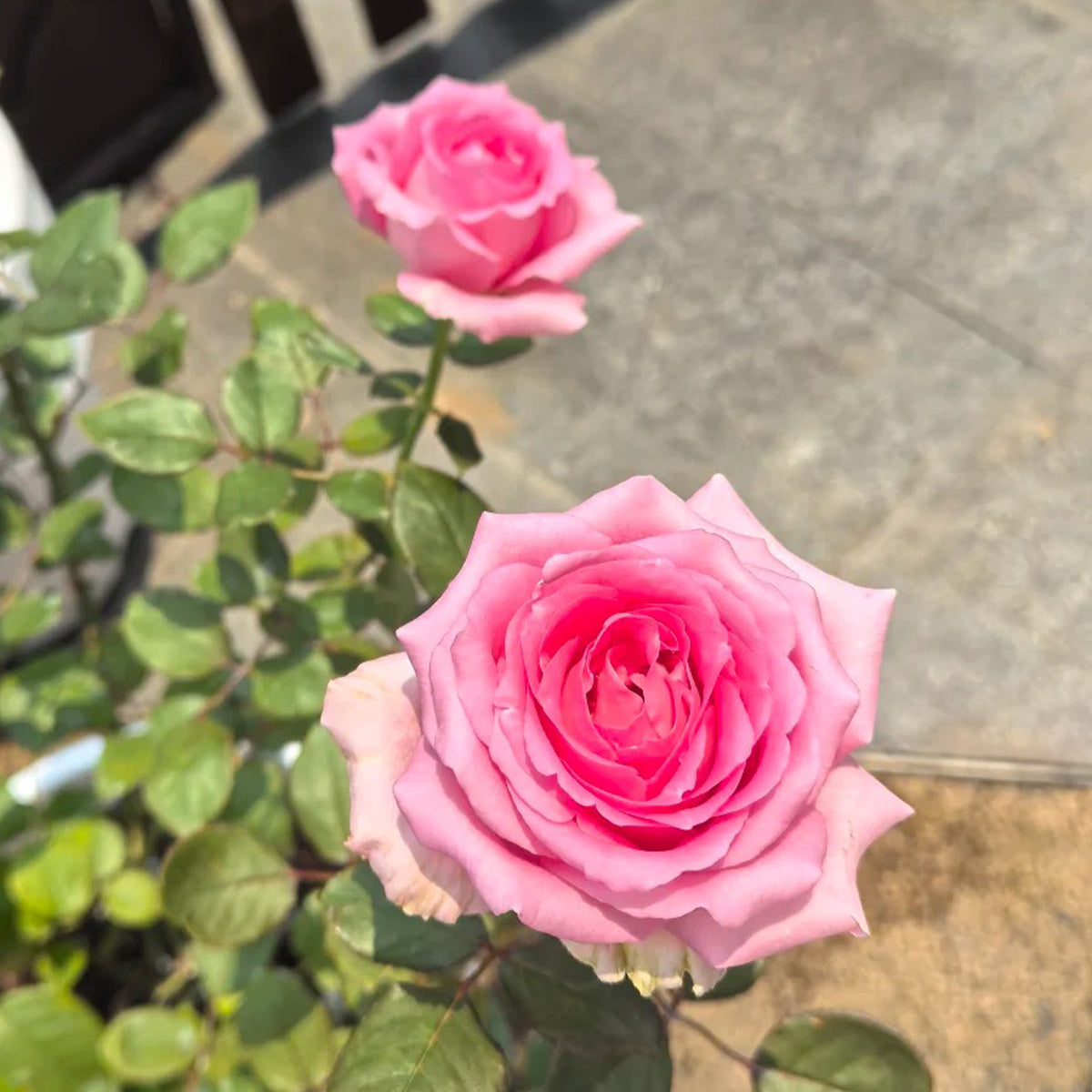 Shanghai Lady German Florist Hybrid Tea Rose