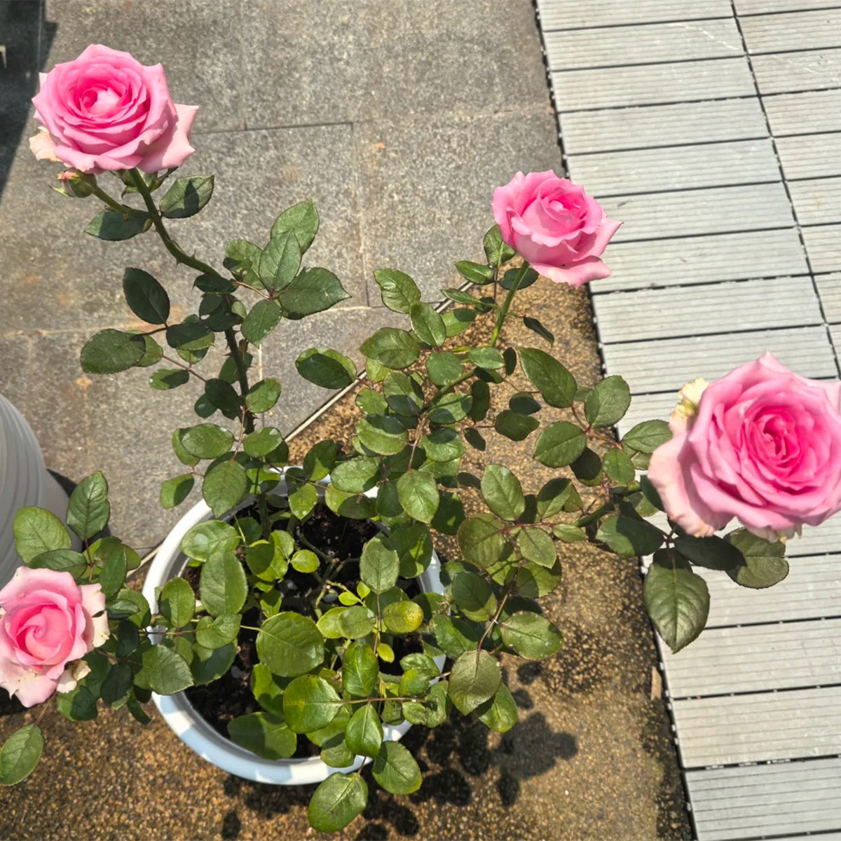 Shanghai Lady German Florist Hybrid Tea Rose